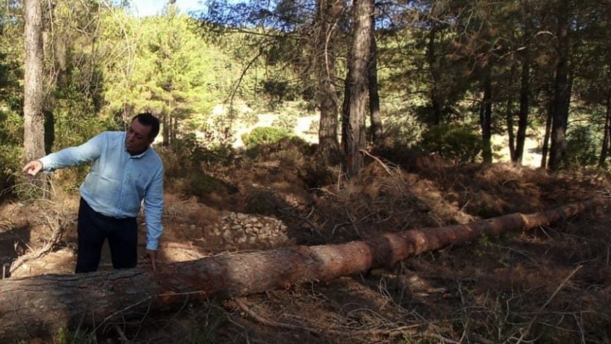 CHP’li Alban: “Yangın sonrası kesilen ağaçlar kime satıldı?”