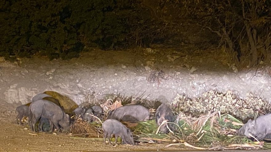 Aç kalan yaban domuzları şehir merkezine indi