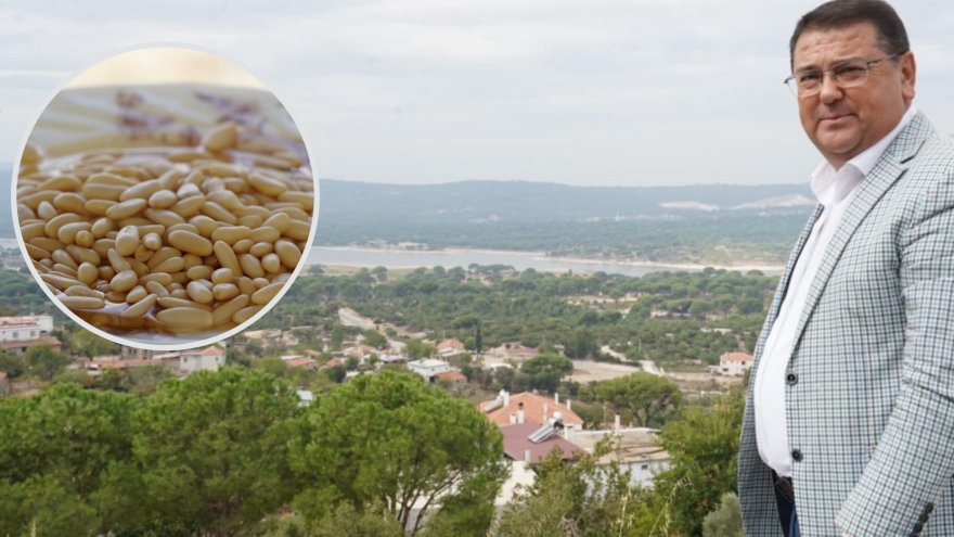 KÜNAR AĞAÇLARININ GELECEĞİ KONUŞULDU