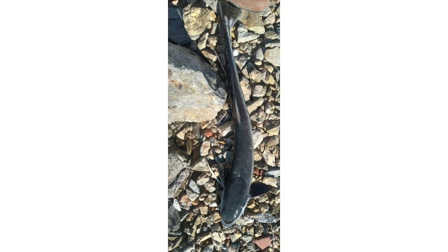 AMATÖR BALIKÇININ OLTASINA VANTUZ BALIĞI TAKILDI