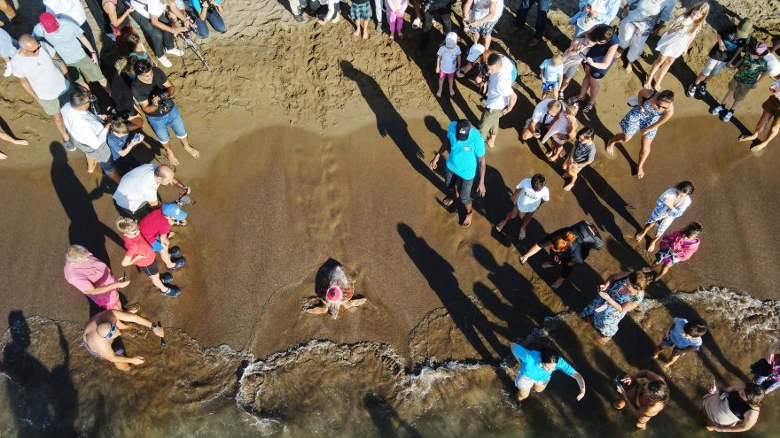 TEDAVİSİ TAMAMLANAN CARETTA CARETTALAR DENİZE UĞURLANDI