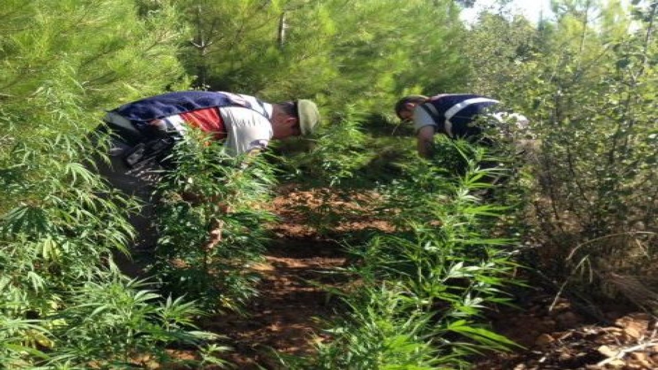 Ormanlık alanda Kenevir ele geçirildi