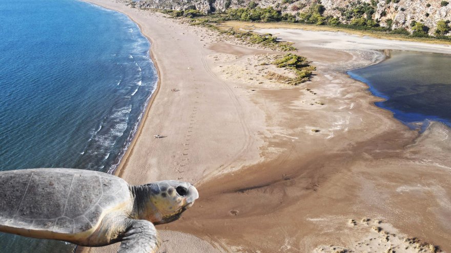 12 bin caretta caretta mavi sularla buluştu