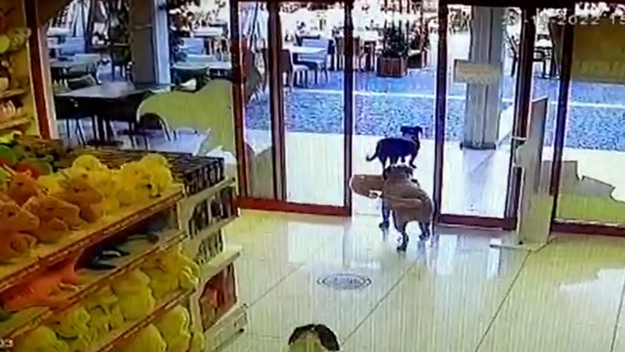 Ağzında oyuncak köpekle mağazadan çıkan köpekler güvenlik kamerasına yansıdı