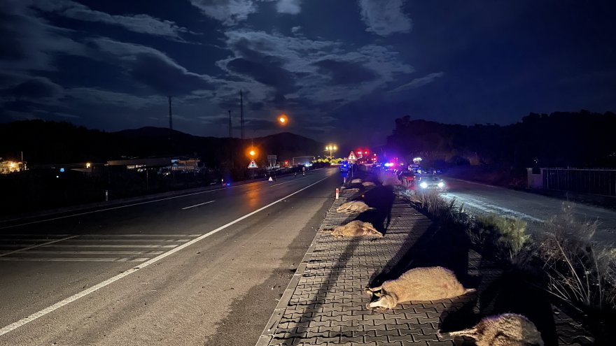 Küçükbaş hayvanlar telef oldu