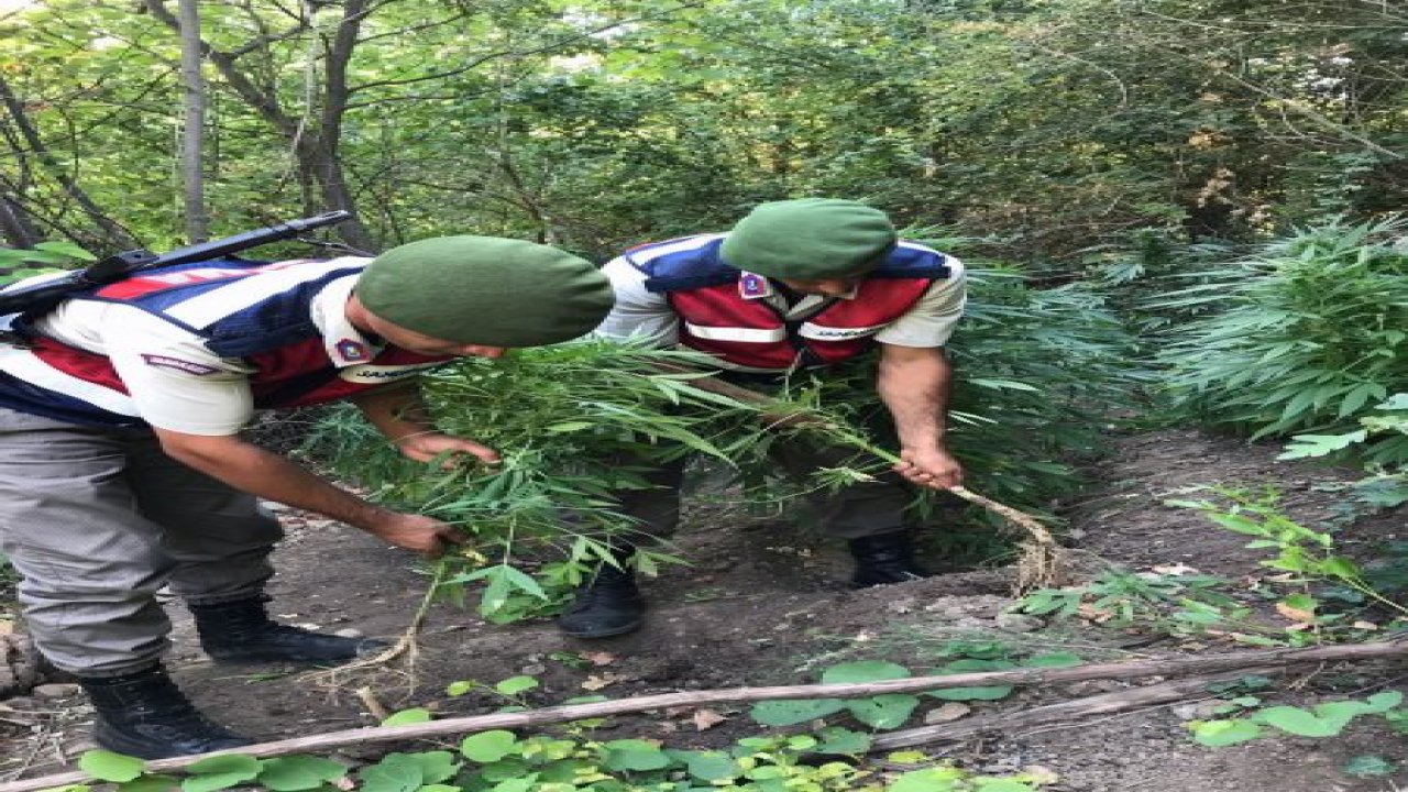 Tarlada kenevir operasyonu