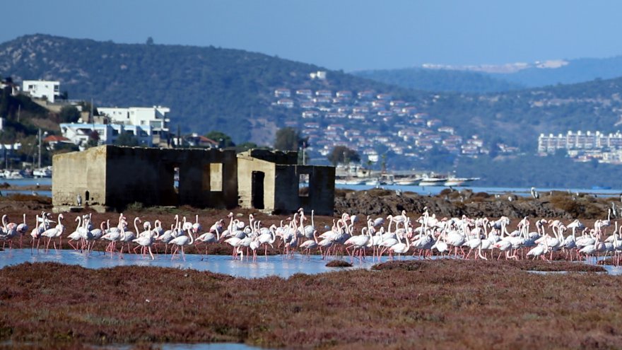 Tuzla Sulak Alanı misafirlerini ağırlamaya başladı