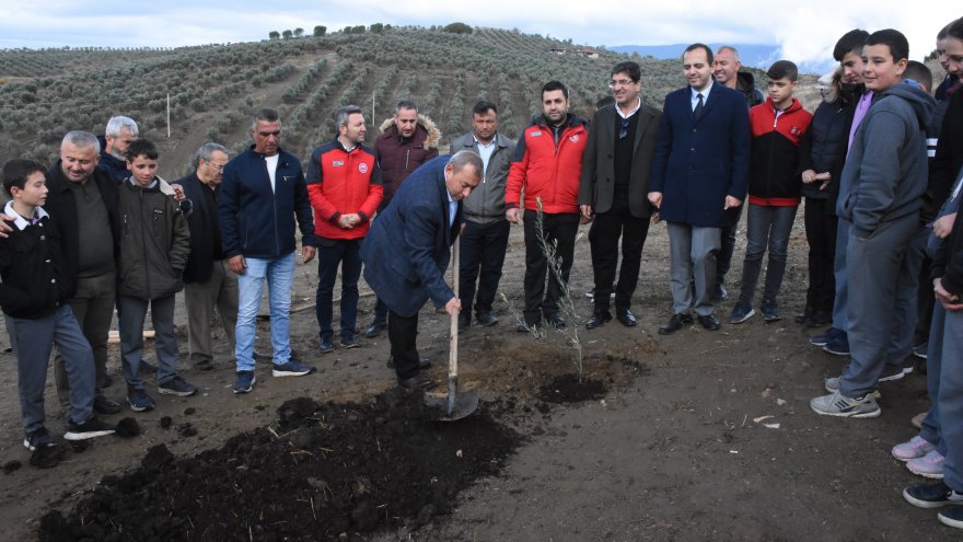 600 dönümlük zeytin bahçesinde hasat yapılıp fidan dikildi