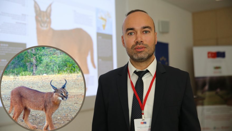 Orman yangınları karakulakların yaşam alanlarını daralttı