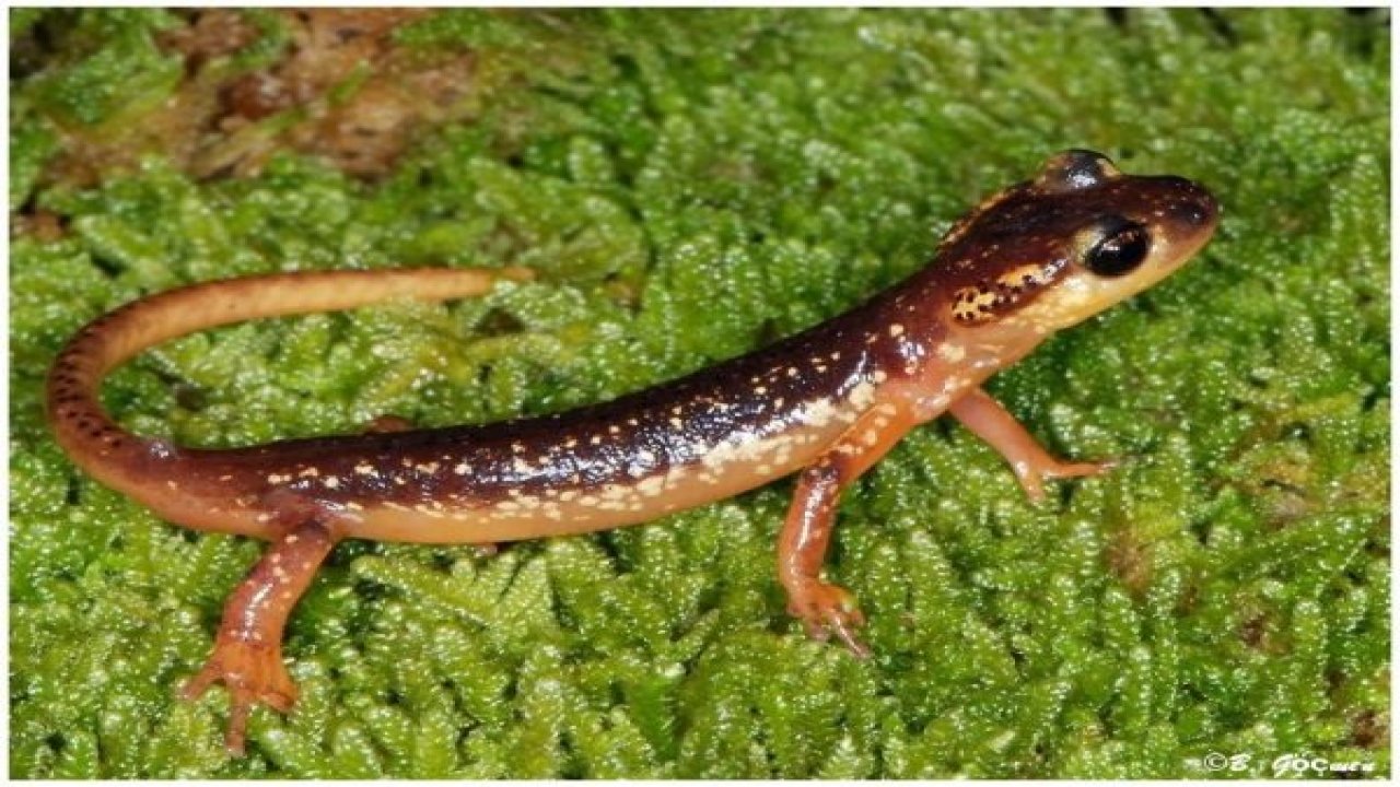 Marmaris Semenderi’nin nesli tükenmesin