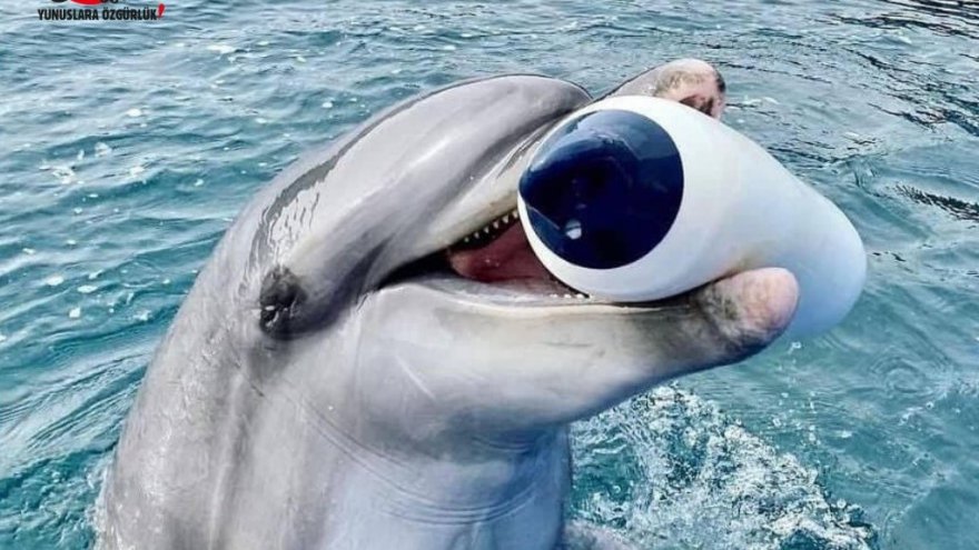 Marmaris'teki yunus parkında beşinci yunus ölümü iddiası