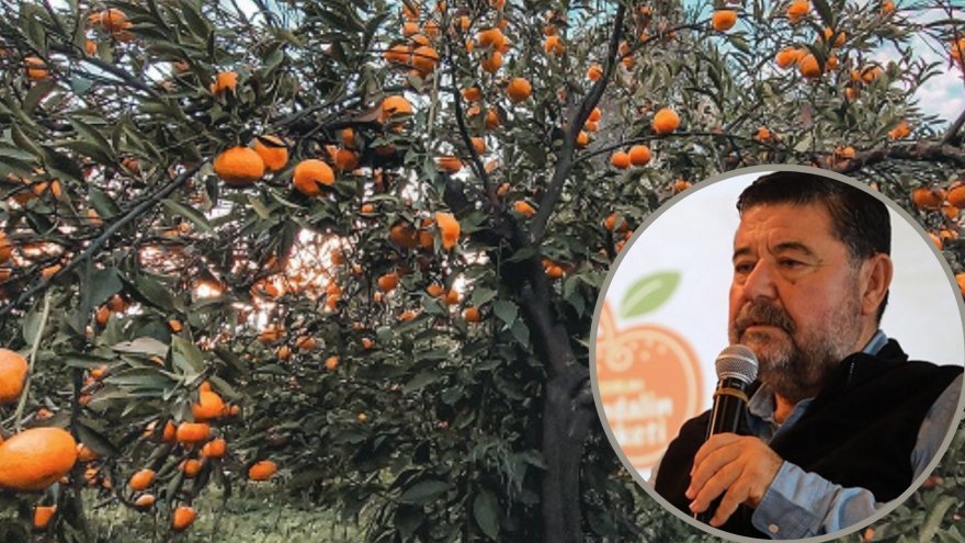 MANDALİNA BAHÇELERİNİN KORUNMASI İÇİN ETKİNLİK DÜZENLENDİ