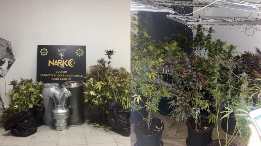 Evde kenevir yetiştiren şüpheli gözaltına alındı