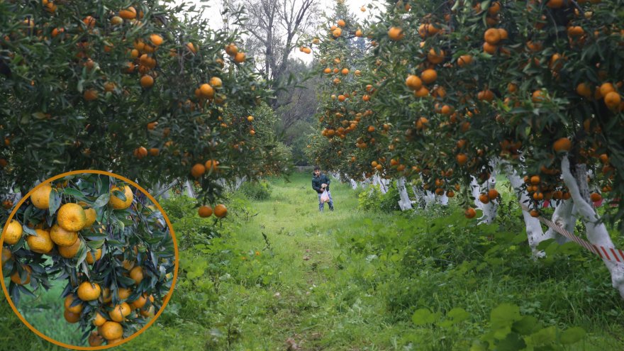 Bodrum mandalinasından 7-8 bin ton rekolte bekleniyor