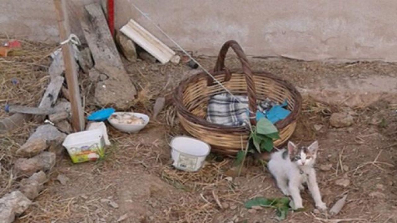 Kedi yavrusunu  iple bağladılar
