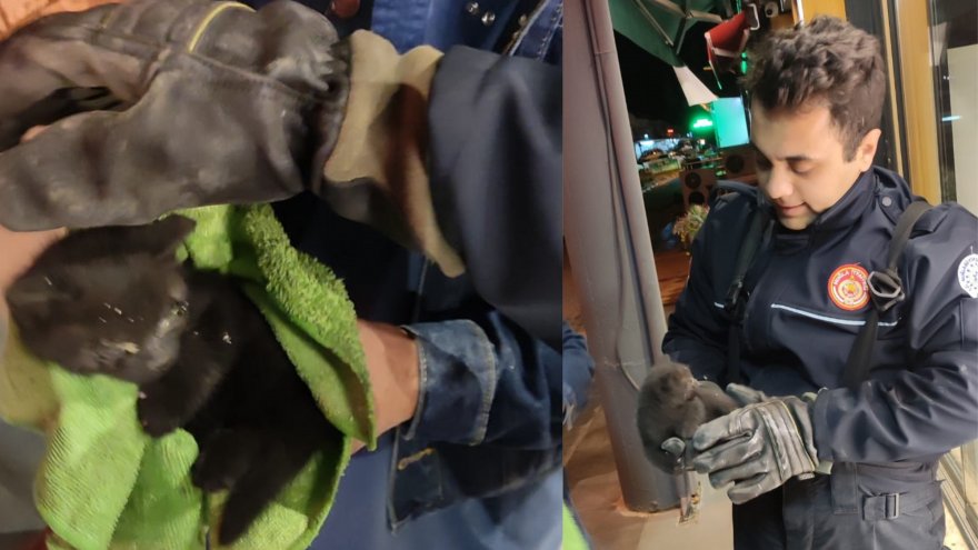 İş yerinin tabelasına sıkışan kedi yavrusu kurtarıldı