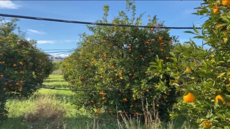 Dalaman TİGEM'de W. Murcott mandalinanın kilosu 5 lira 24 kuruşa satıldı 