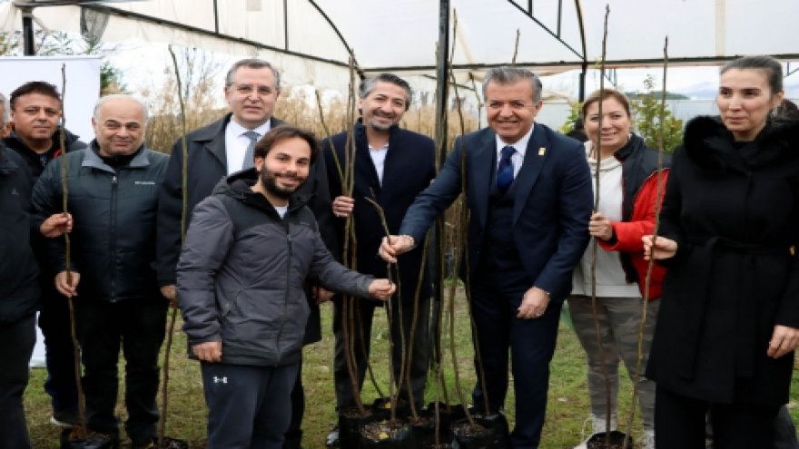 FETHİYELİ ÜRETİCİLERE 2500 KAYA İNCİRİ FİDANI DAĞITILDI