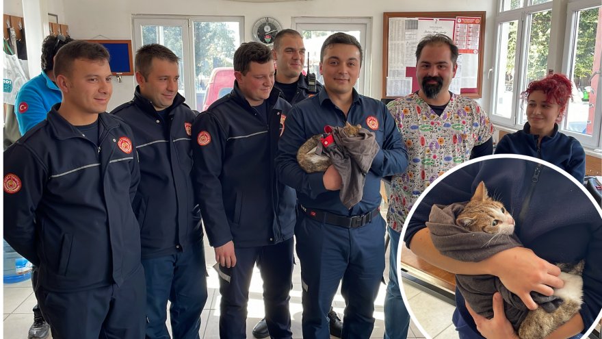 Bodrum'da itfaiyeciler kurtarıldıktan sonra bacağı kesilen kediyi sahiplendi