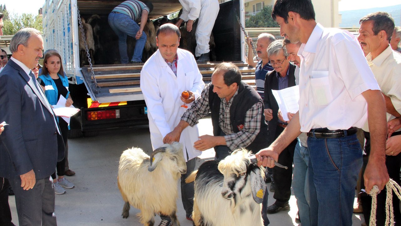 126 Damızlık kıl keçisi oğlağı dağıtıldı