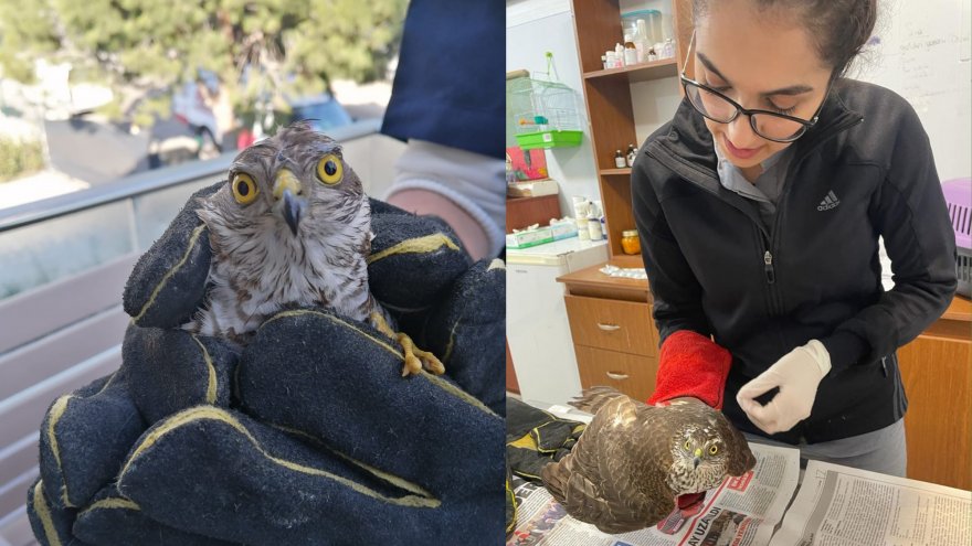 Bodrum'da yaralı bulunan biri yavru 2 şahin tedaviye alındı