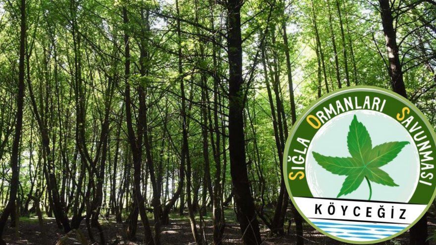 Köyceğizliler, Sığla Ormanını korumak için harekete geçti