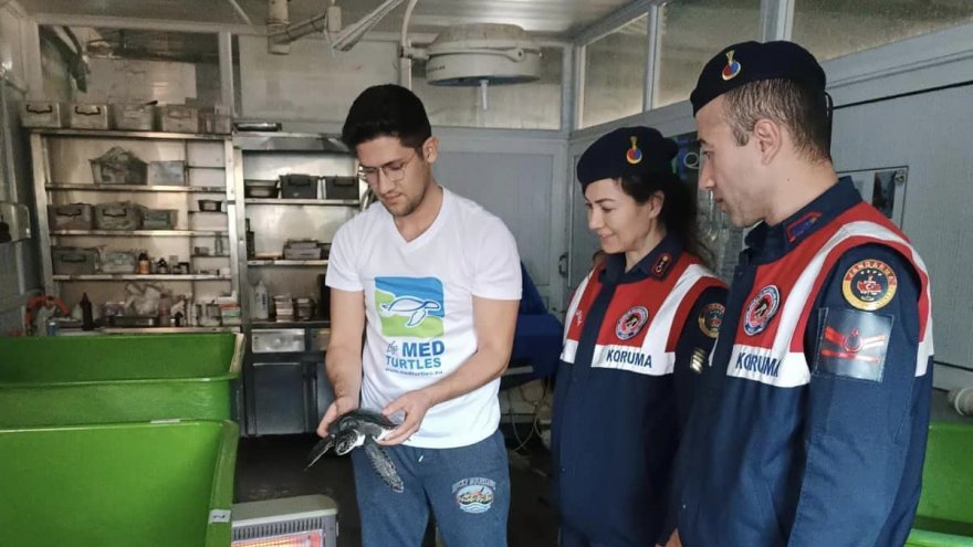 Yaralı bulunan deniz kaplumbağasının tedavisine başlandı