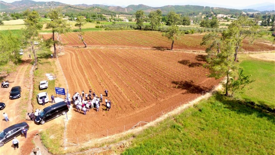 Büyükşehir dut fidanı üretiyor, ipekböcekçiliğini destekliyor