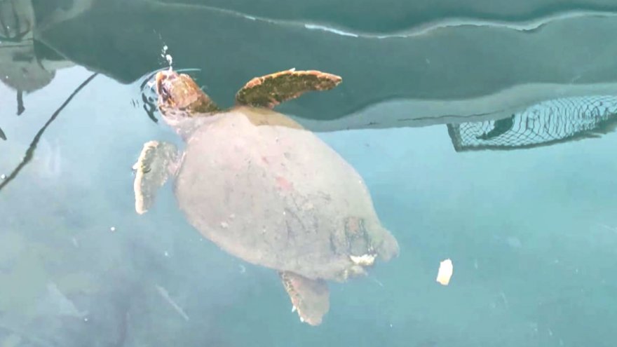Datça'da limana gelen caretta caretta vatandaşlar tarafından takip edildi