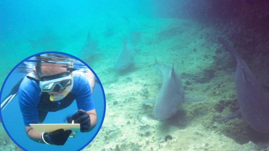 Prof. Dr. Filiz, Muğla kıyılarında görülen köpekbalıkları anlattı:  “Çok değişkenli bulmacalar ile uğraşıp anlamlandırmaya çalışıyoruz”