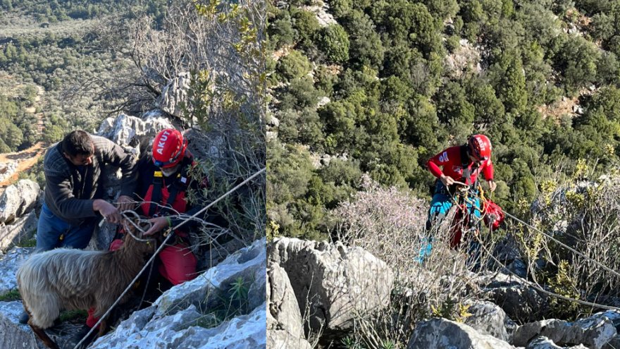 Kayalıklarda mahsur kalan keçiler AKUT ekibince kurtarıldı