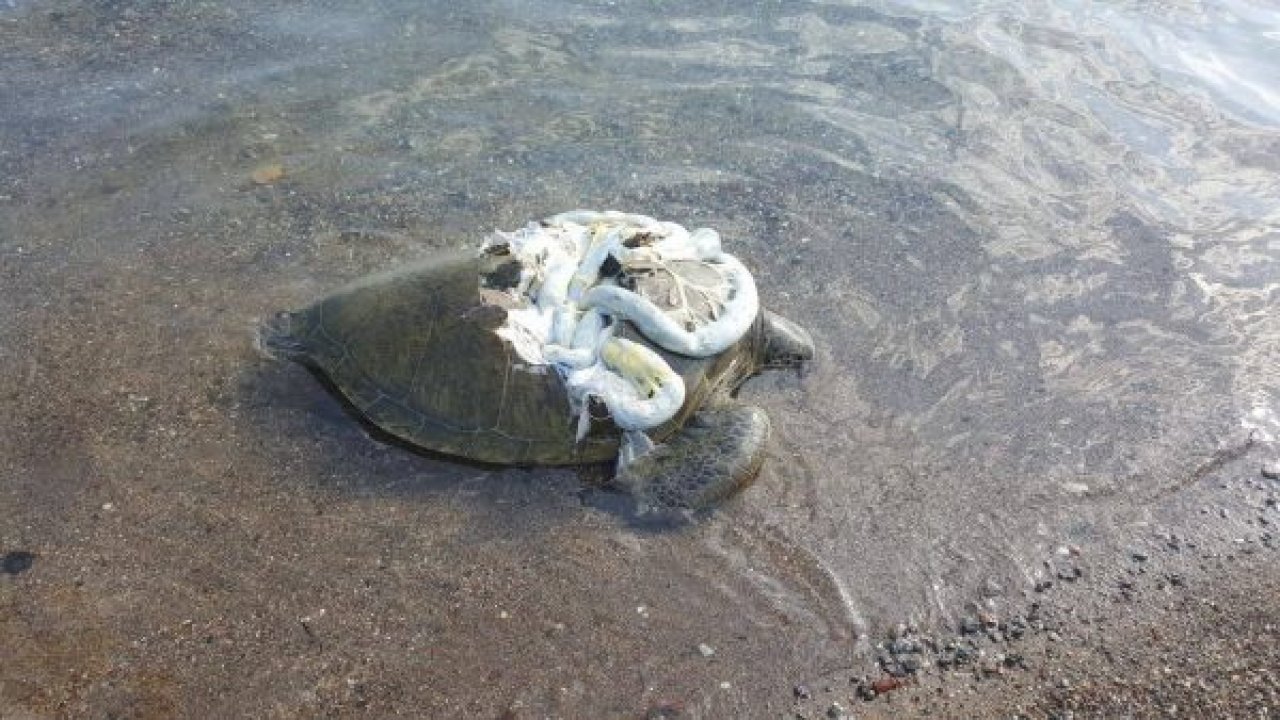 Karaya ölü caretta caretta vurdu