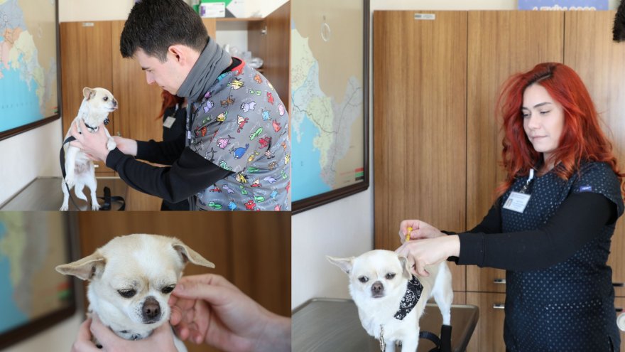 Deprem bölgesinden getirilen Karamel’in tedavisi yapıldı