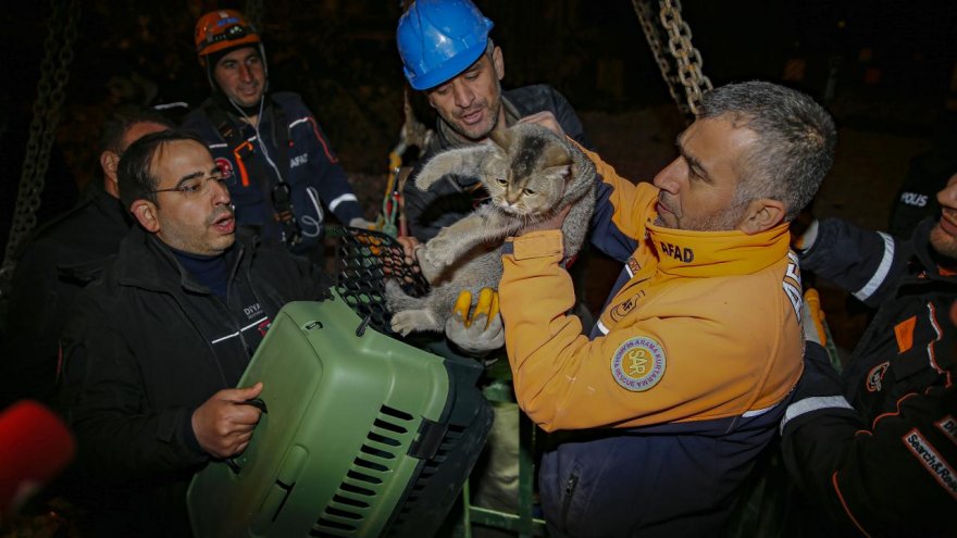 'Zena' isimli kedi kurtarıldı