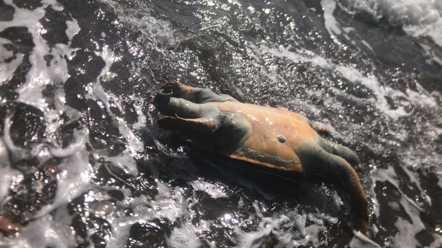 Datça'da ölü caretta caretta kıyıya vurdu