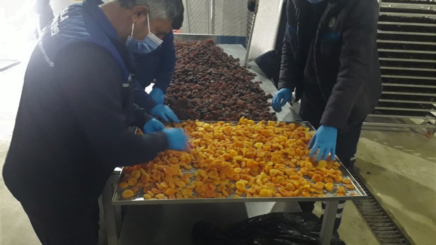 Büyükşehir, Malatya’da ki üreticilerden satın aldığı kayısıları ücretsiz dağıtacak