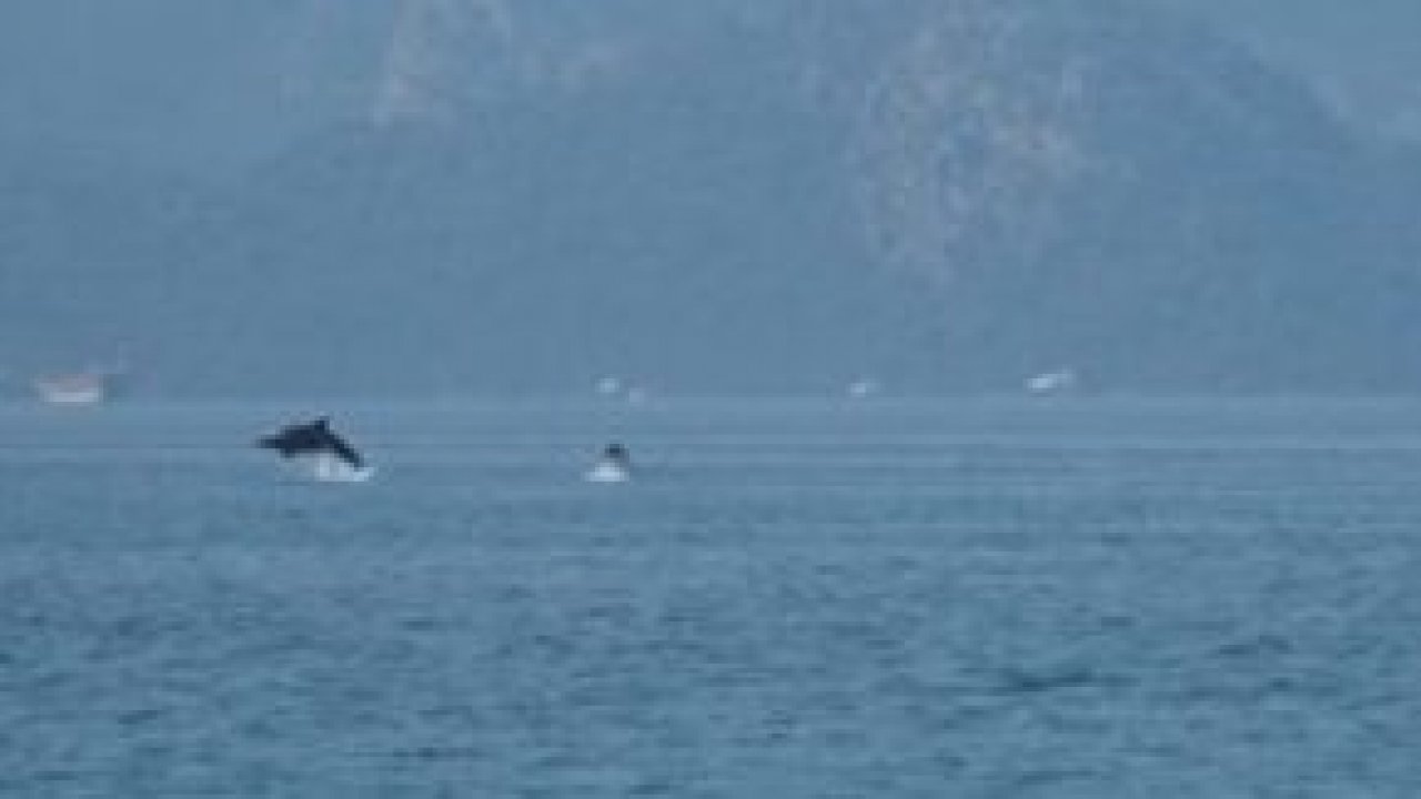 Yunusların Marmaris dansı