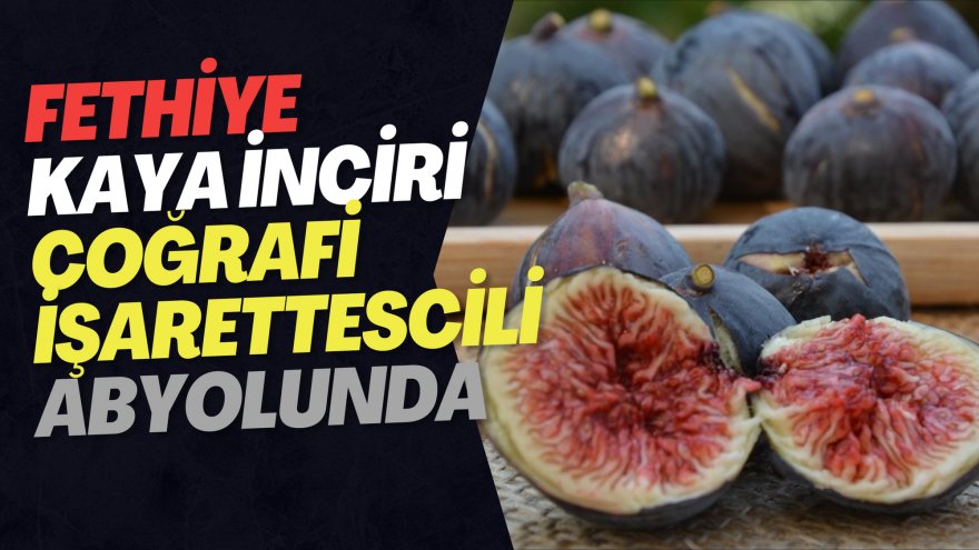 FETHİYE KAYA İNCİRİ COĞRAFİ İŞARET TESCİLİ AB YOLUNDA