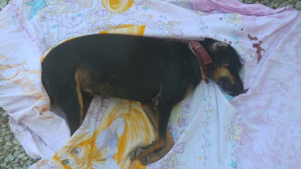 Kedi ve köpekleri katlettiler