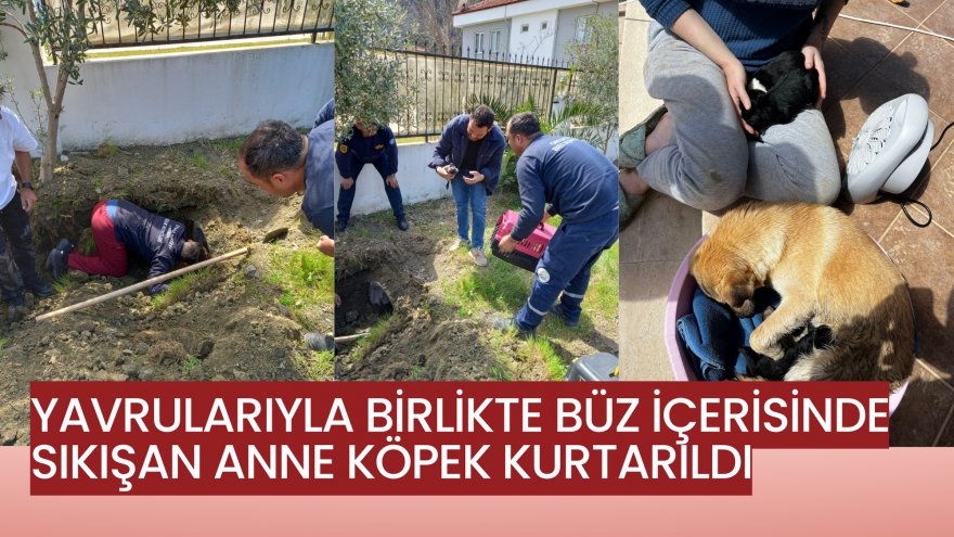 YAVRULARIYLA BİRLİKTE BÜZ İÇERİSİNDE SIKIŞAN ANNE KÖPEK KURTARILDI