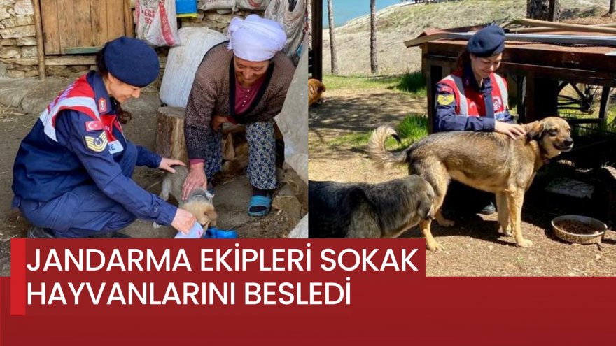 JANDARMA EKİPLERİ SOKAK HAYVANLARINI BESLEDİ