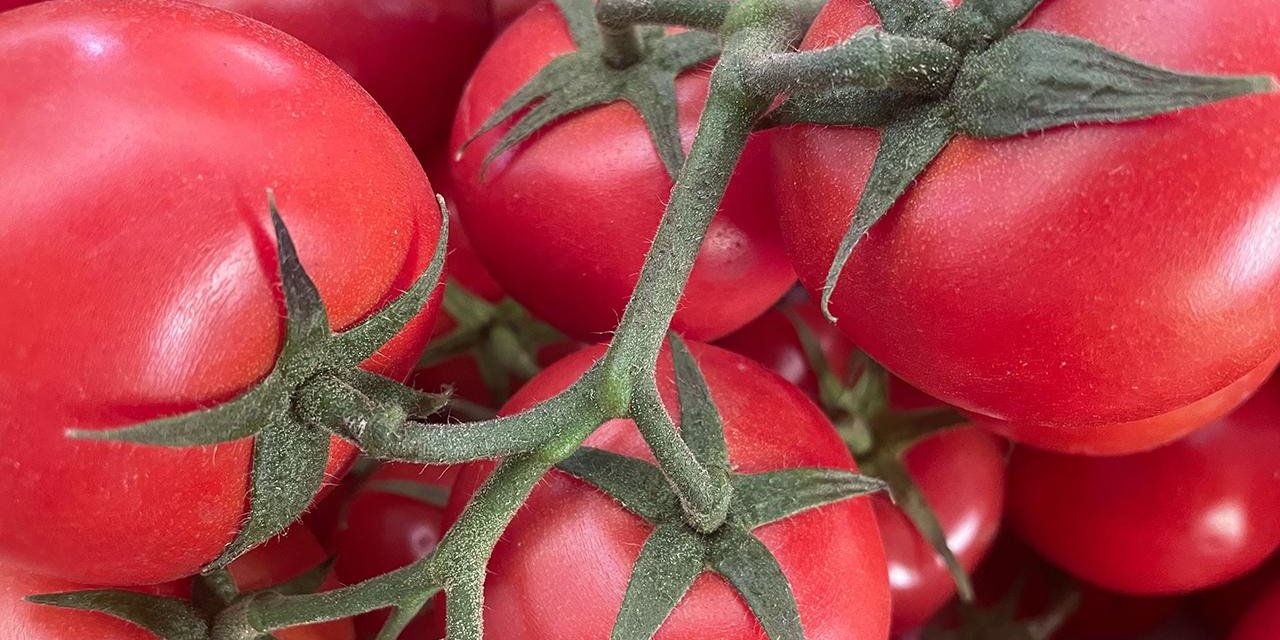 Domates ihracatından 203 milyon dolar gelir