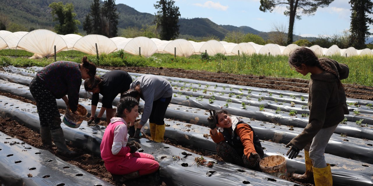 MUĞLA’DA TARIMA “GENÇLİK” AŞISI