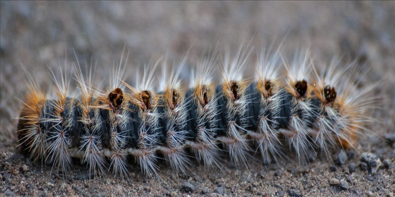İKLİM DEĞİŞİKLİĞİ ÇAM KESE BÖCEKLERİNİN ORTAYA ÇIKIŞ ZAMANINI ÖNE ÇEKİYOR