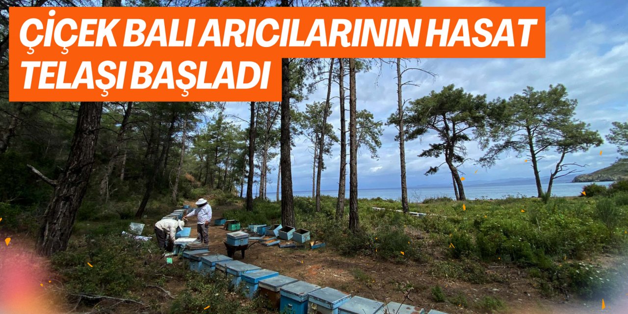 ÇİÇEK BALI ARICILARININ HASAT TELAŞI BAŞLADI