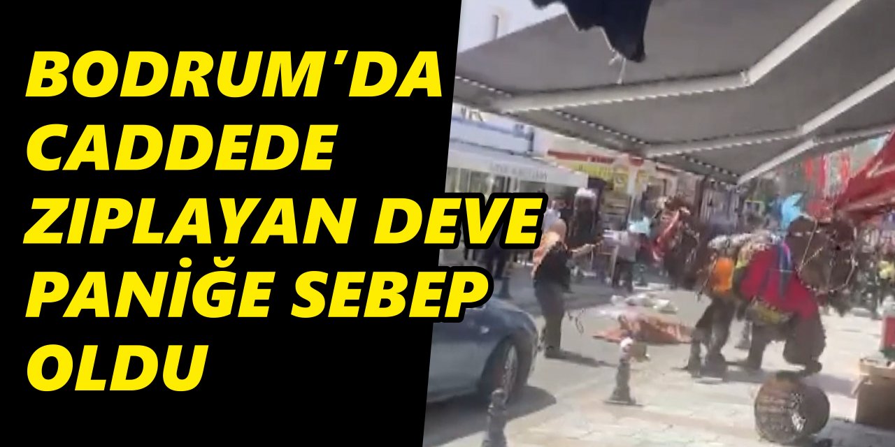 BODRUM'DA CADDEDE ZIPLAYAN DEVE PANİĞE SEBEP OLDU