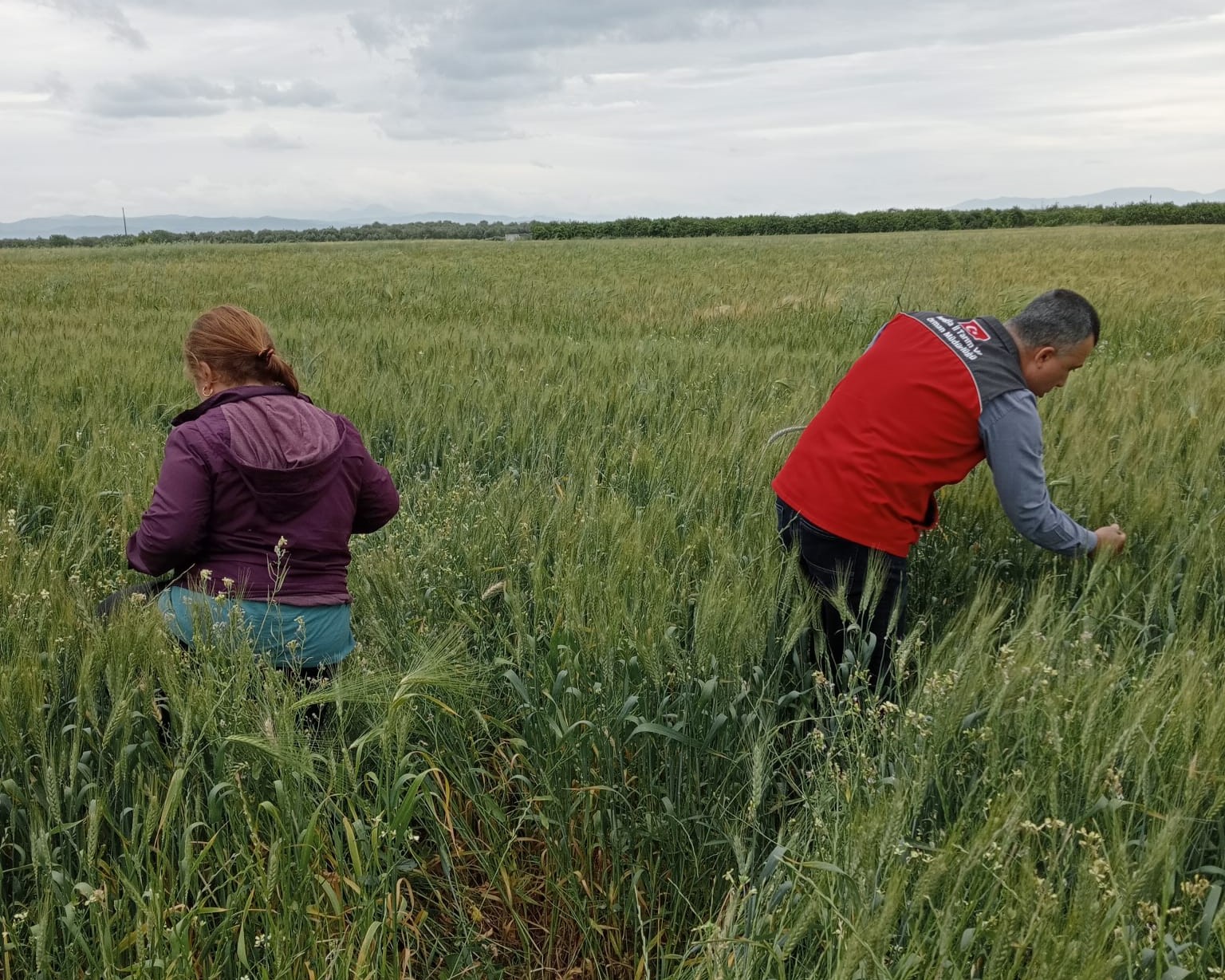 SÜNEYE KARŞI TEDBİRLER VE KONTROLLER DEVAM EDİYOR