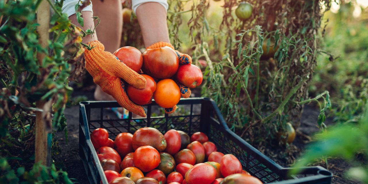 Domates ihracatını 500 milyon doları çıkaracak karar