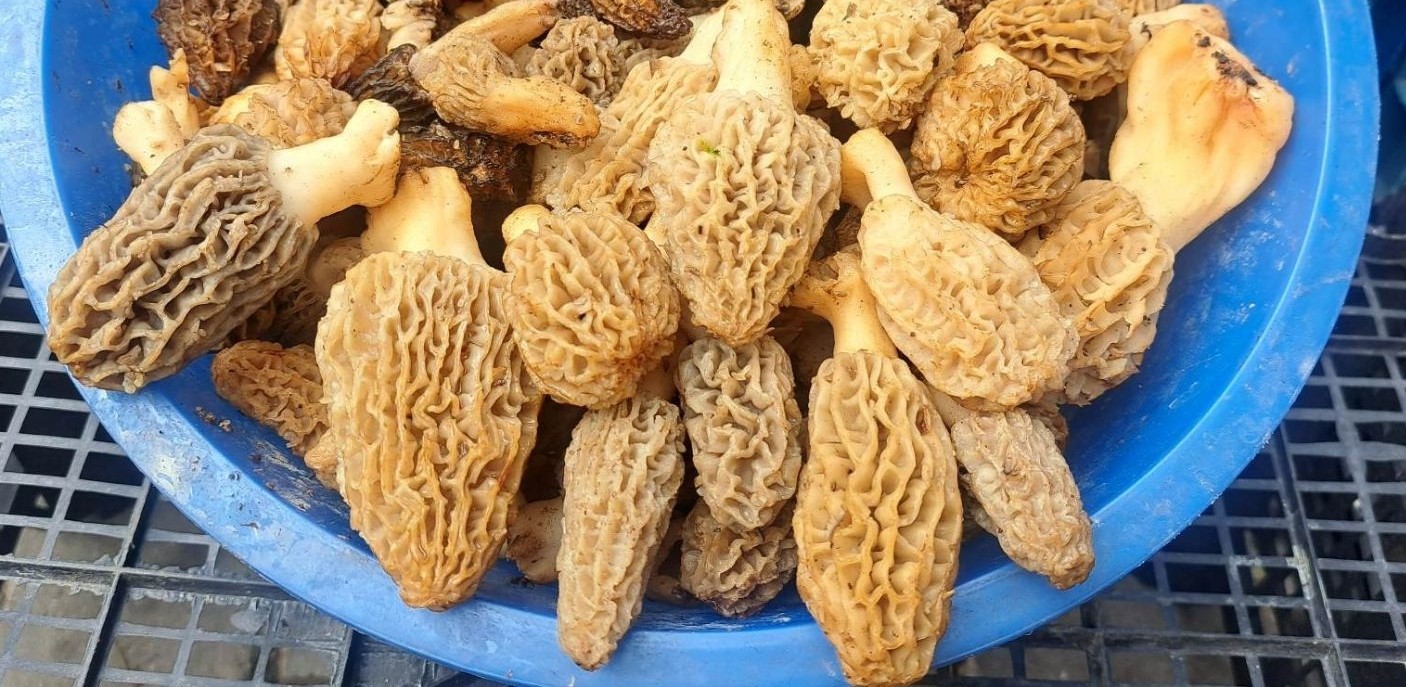 MENTEŞE’DE ‘KUZUGÖBEĞİ’ 400 TL’DEN ALICI BULUYOR