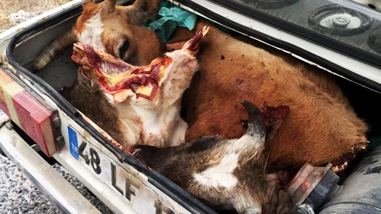 Hırsızlığın böylesi